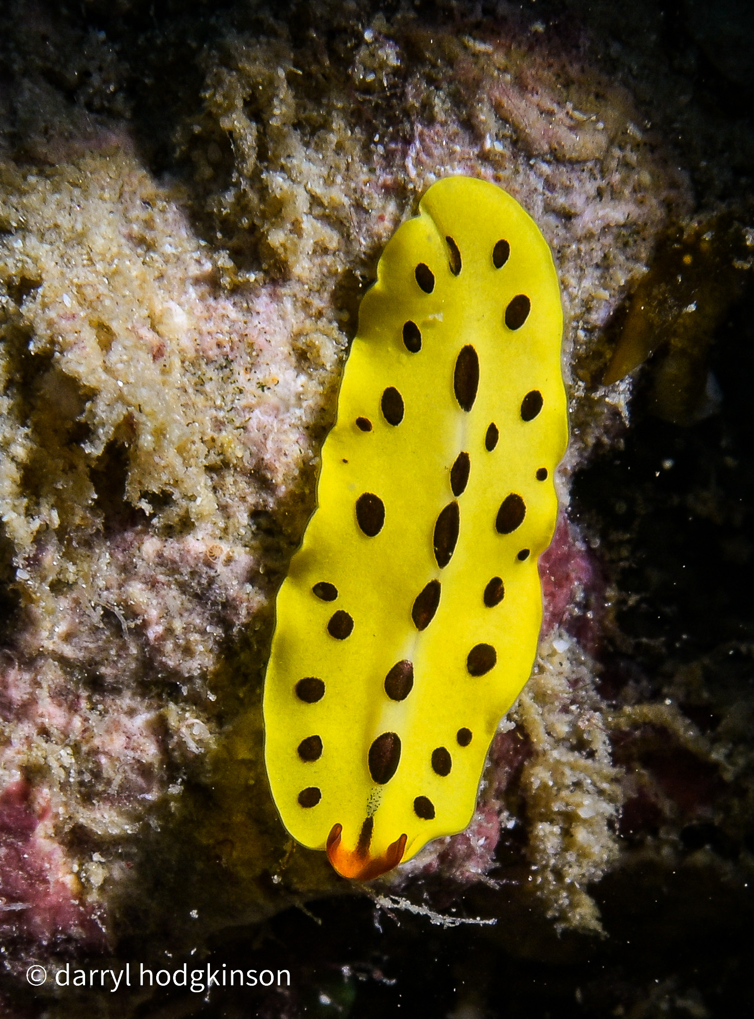 More Nudibrachs from Romblon 25 Apr to 3 May 26