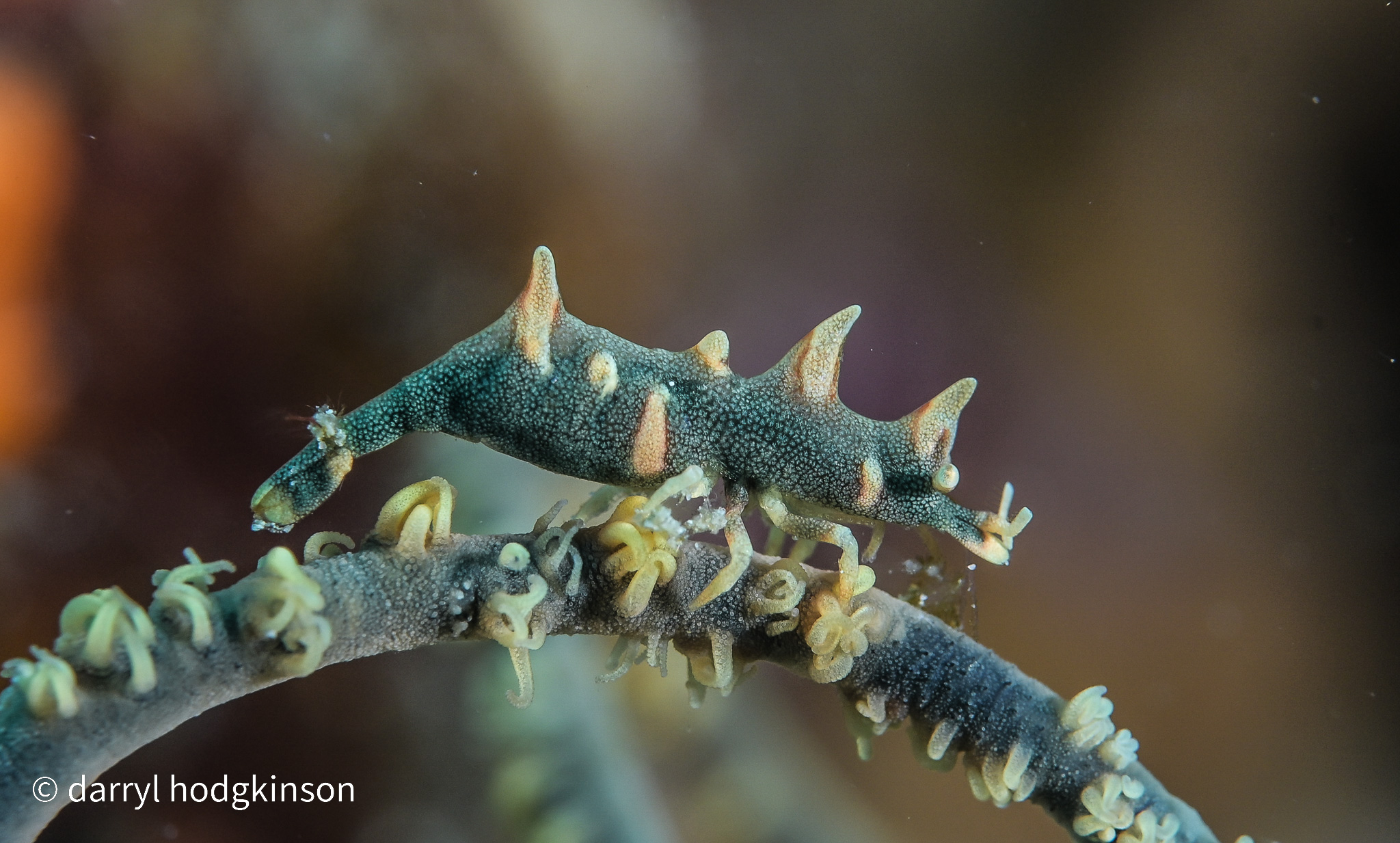 Macro Shrimp Photographs from Romblon 25 Apr to 3 May 6