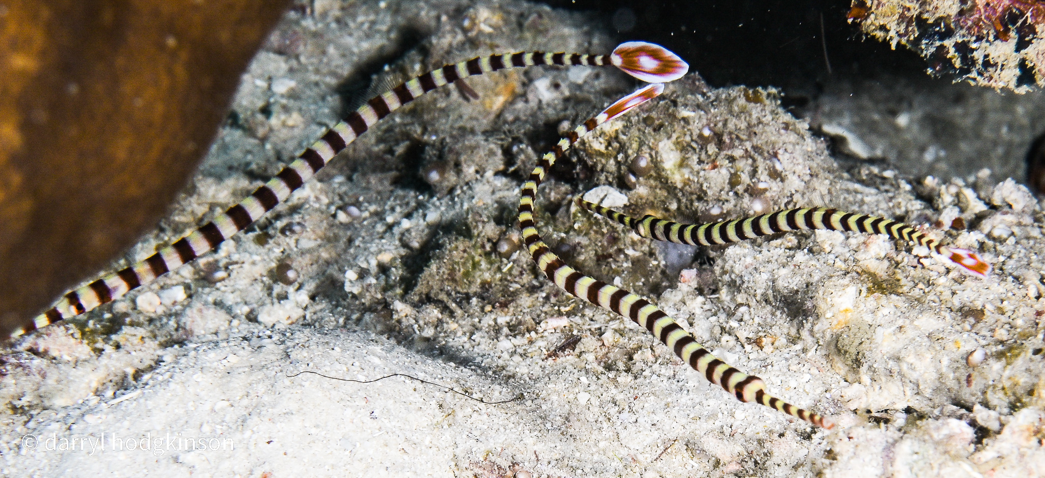 Romblon Pipefish 25 April to 3 May 3 2026