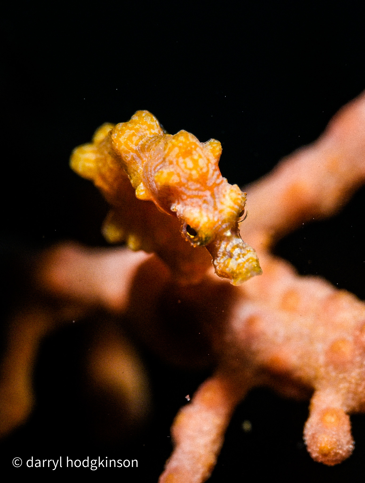 Romblon Seahorses 25 April to 3 May 2026