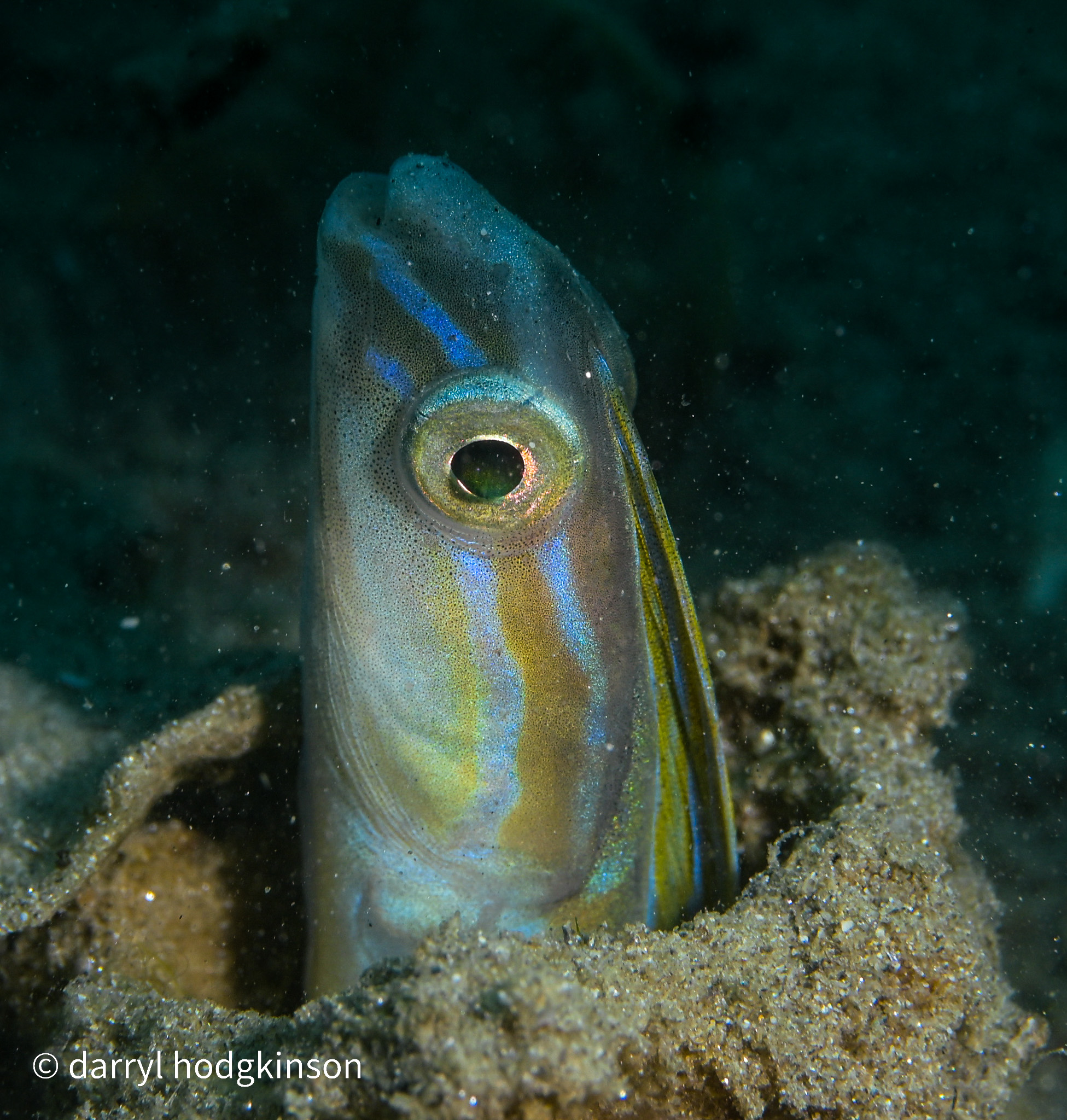 Small Fish Romblon 25 April to 3 May