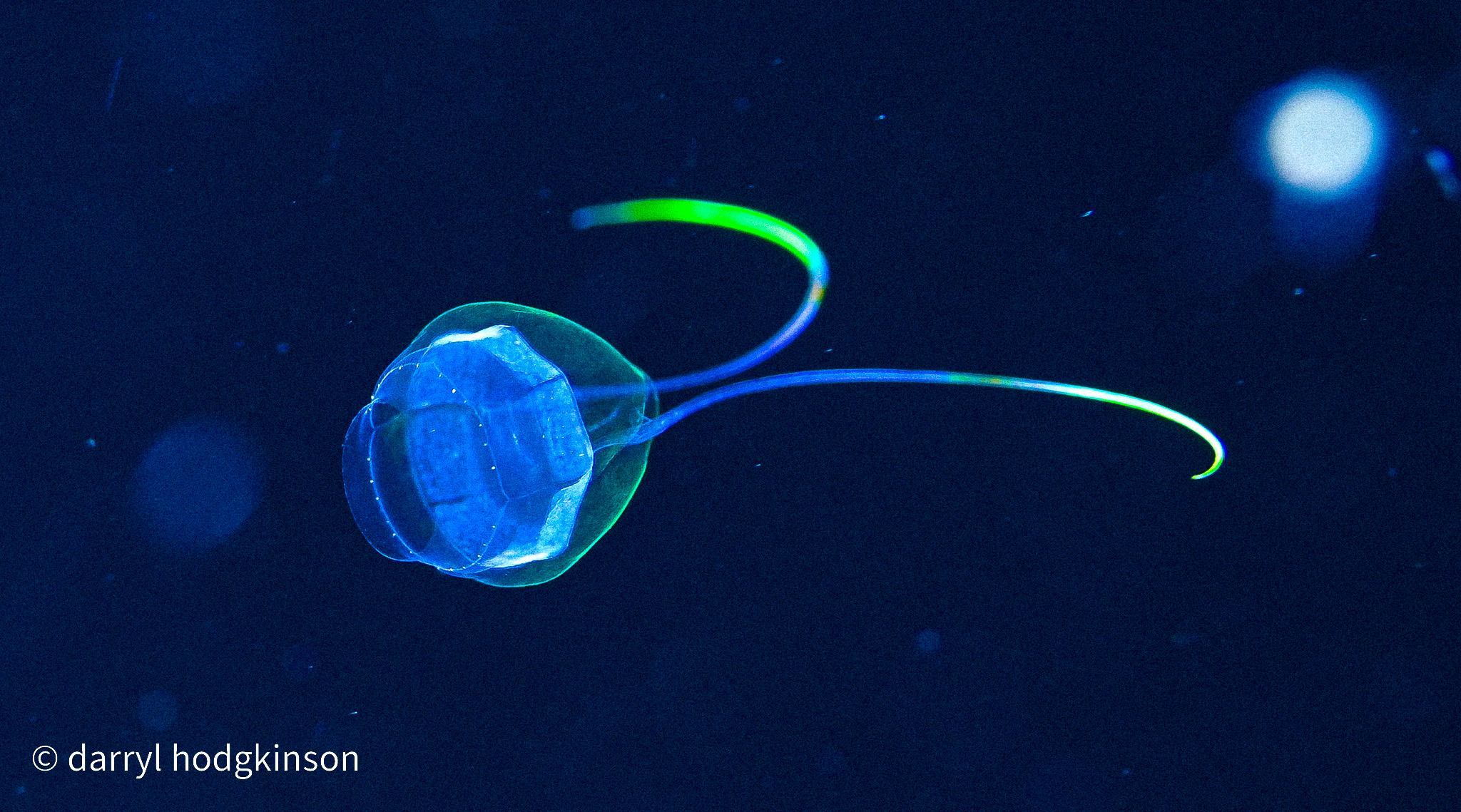 Blackwater dives Romblon 27 April 2 May 2026