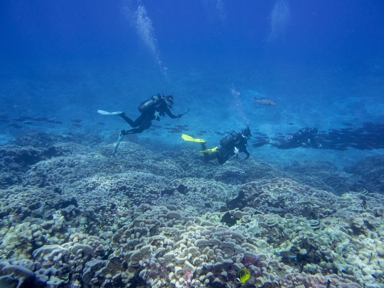 Diving buddies at Tuamotu