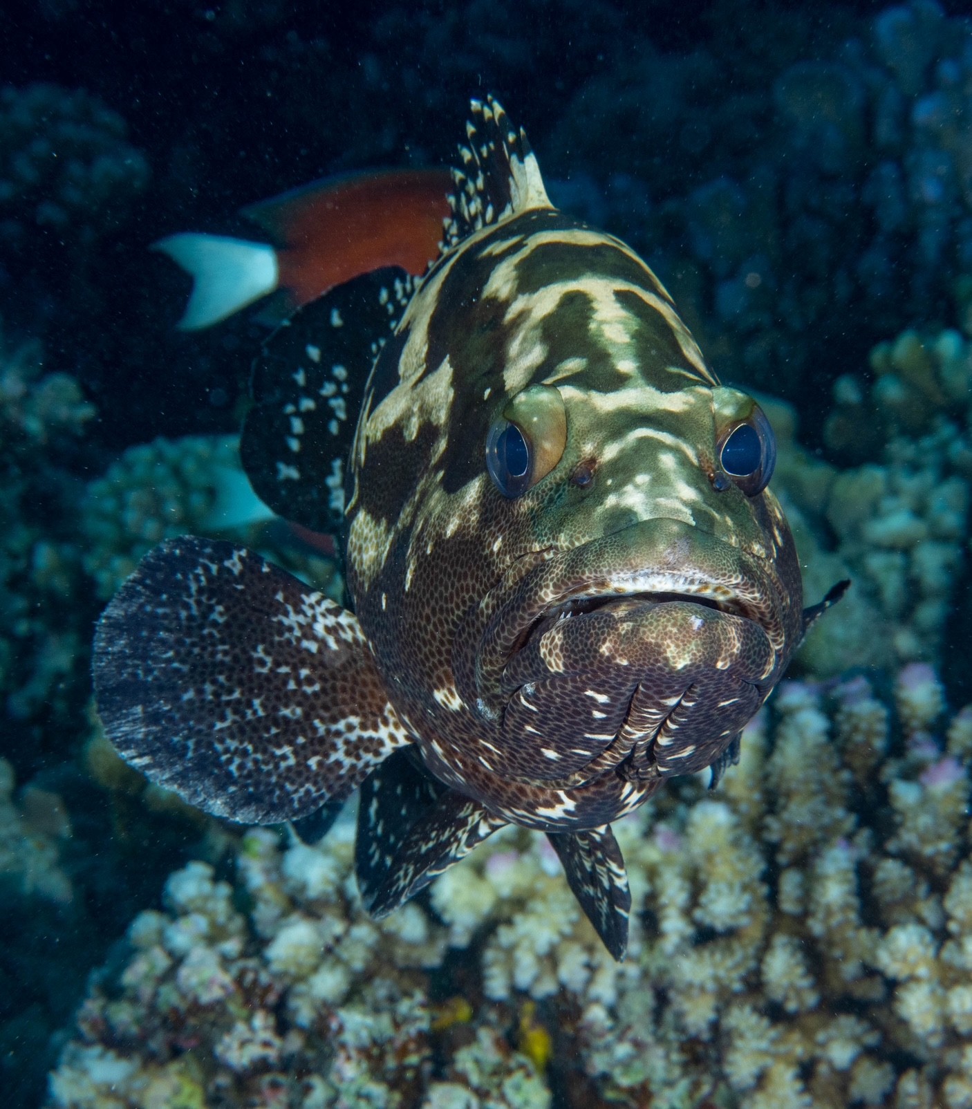 Fish at Tuamotu