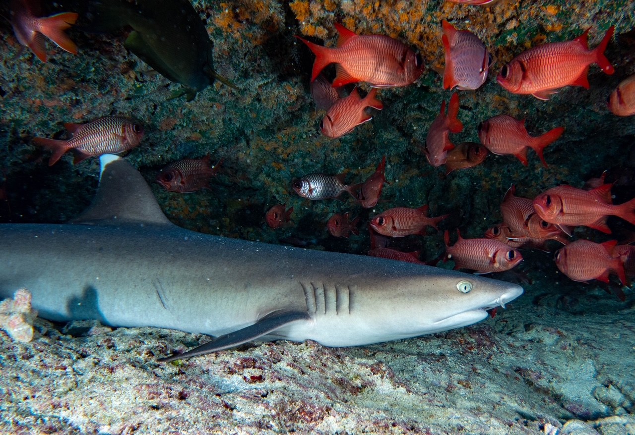 Sharks at Tuamotu