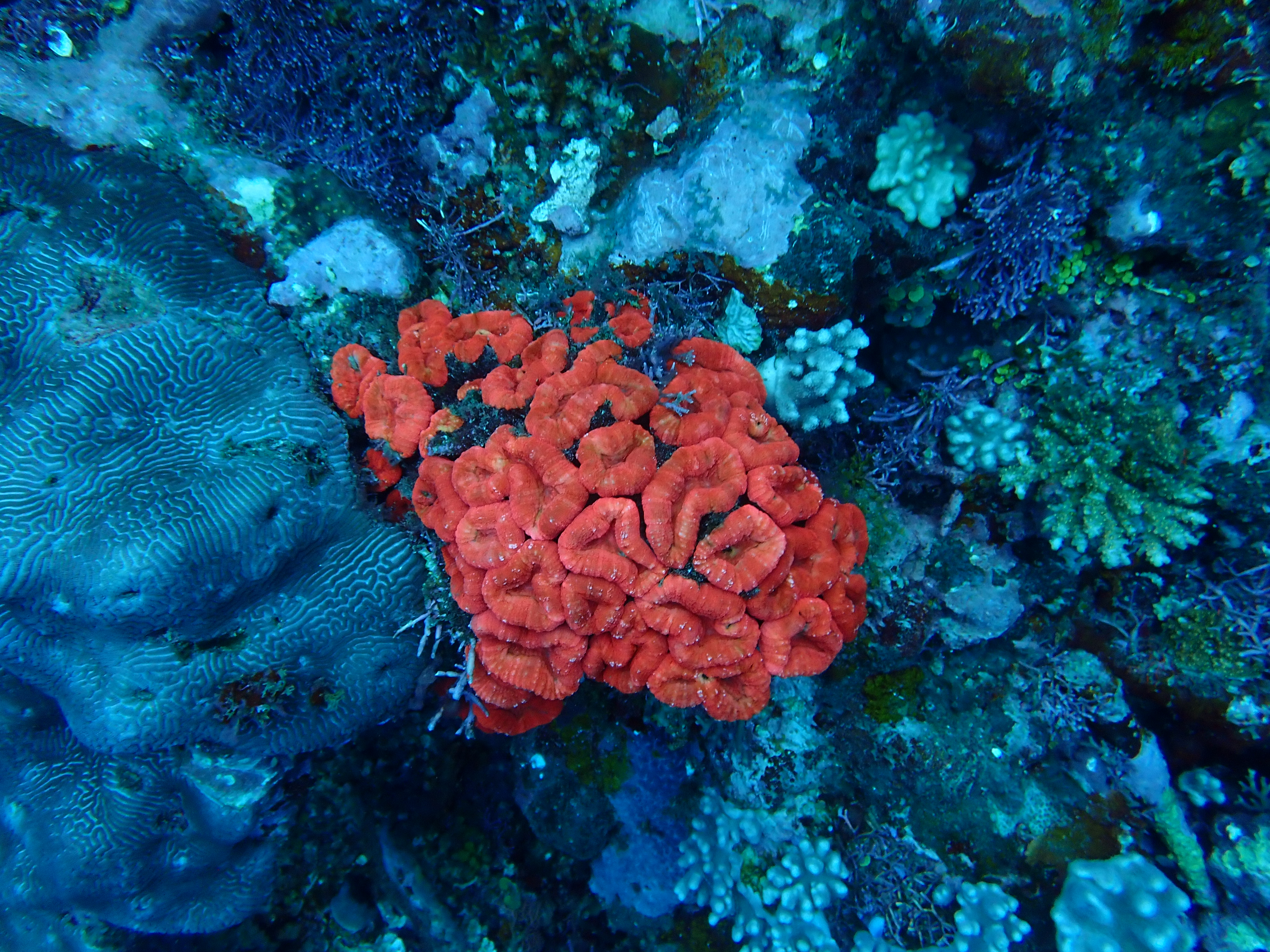 Corals at Namale
