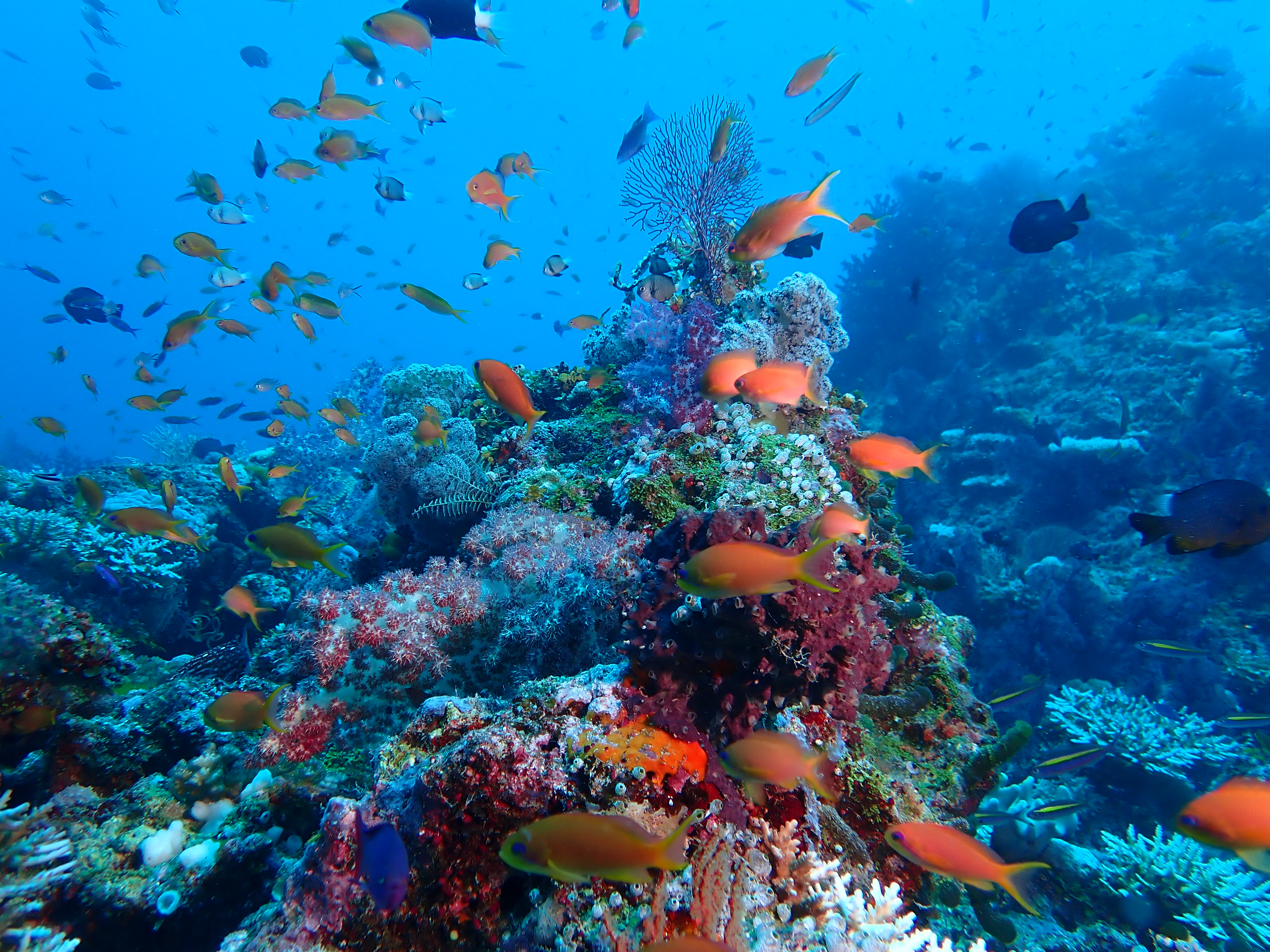 Fish at Namale