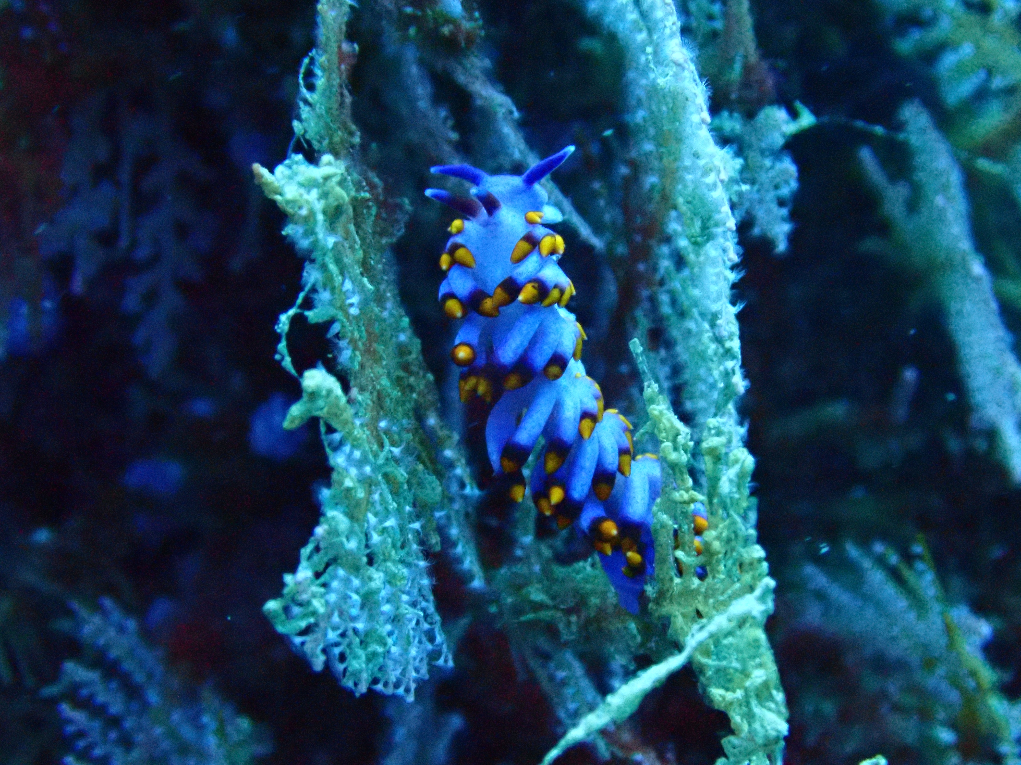 Nudibranch at Namale