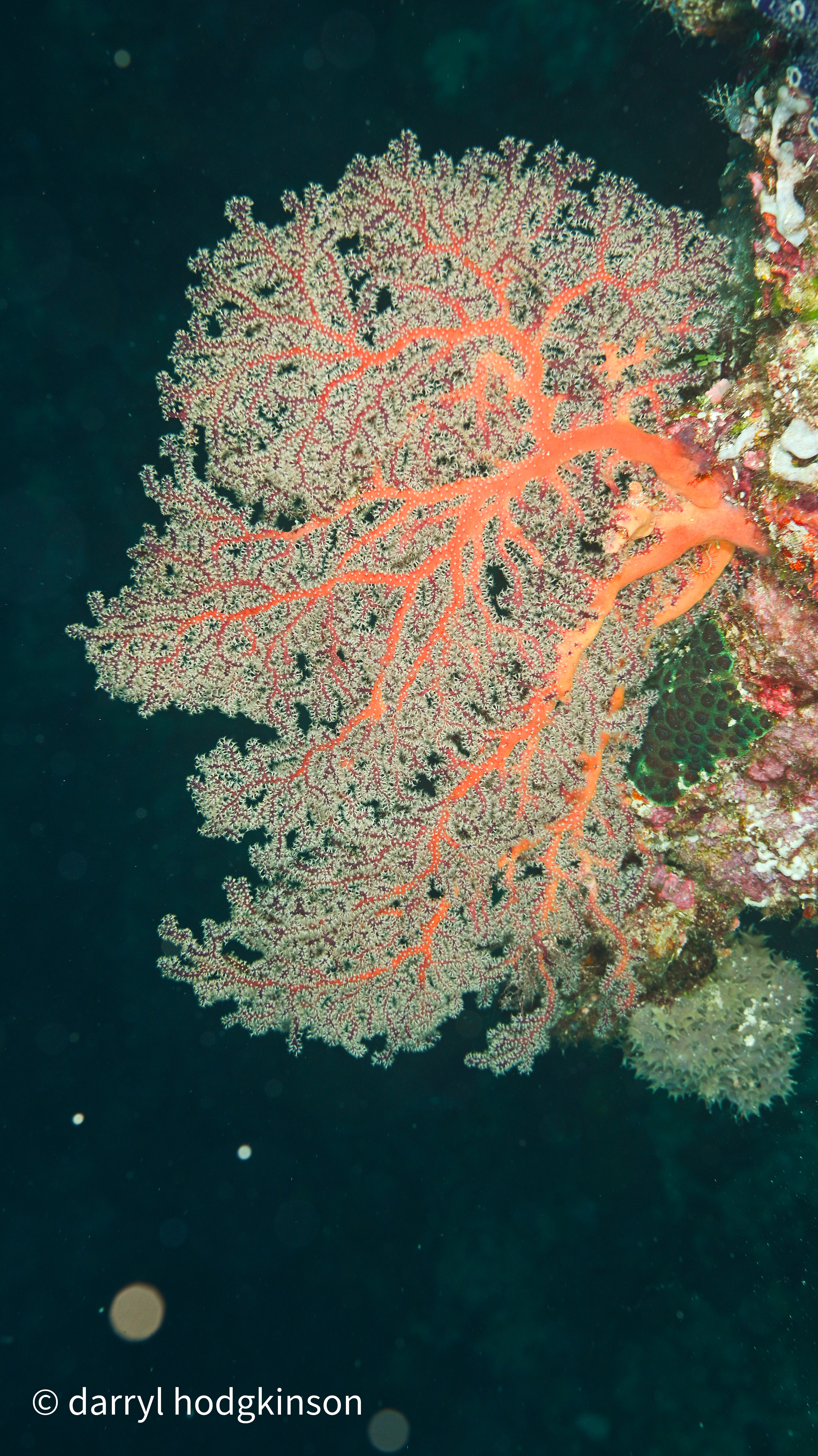 Corals at Wakatobi