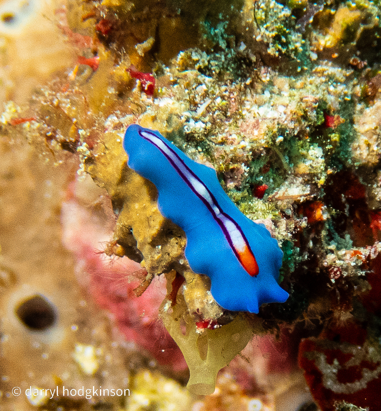 Nudibranch at Wakatobi - Pelagian