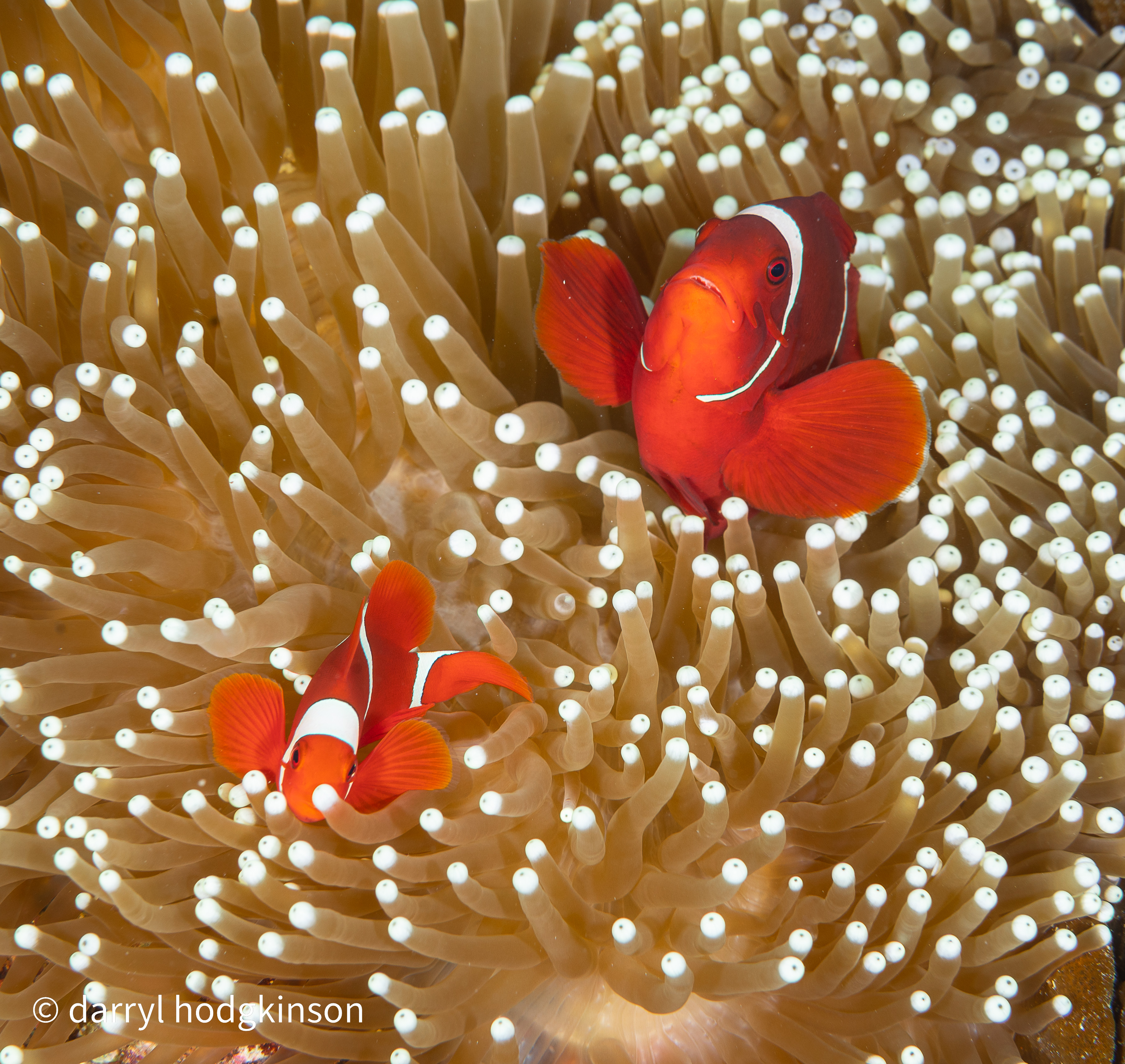 Reef fish eels at Wakatobi - Pelagian