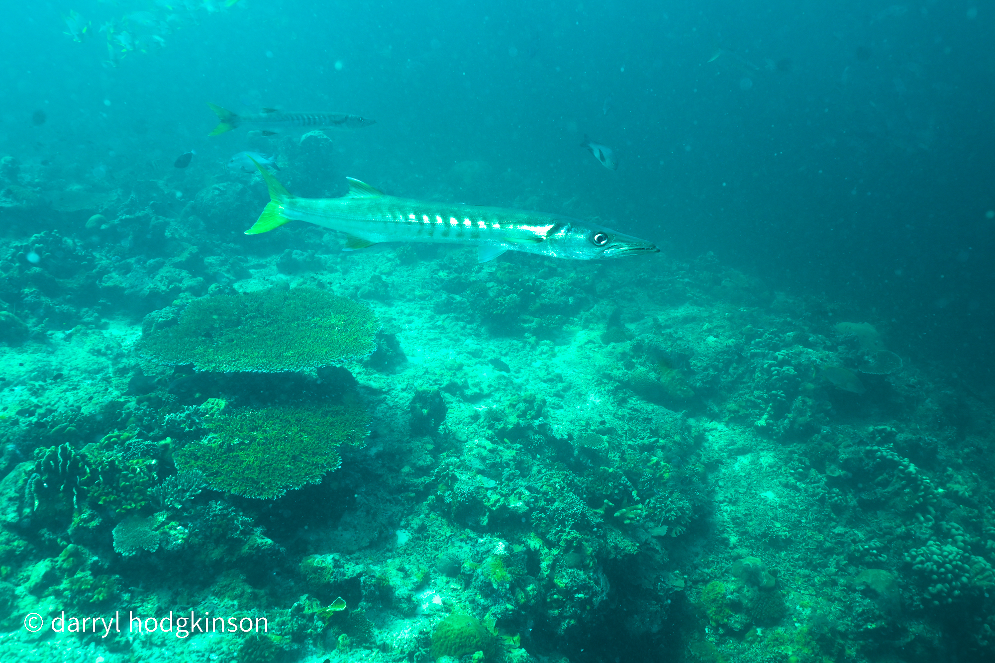 Turtles and Reefs: Diving Sipadan-Kapalai