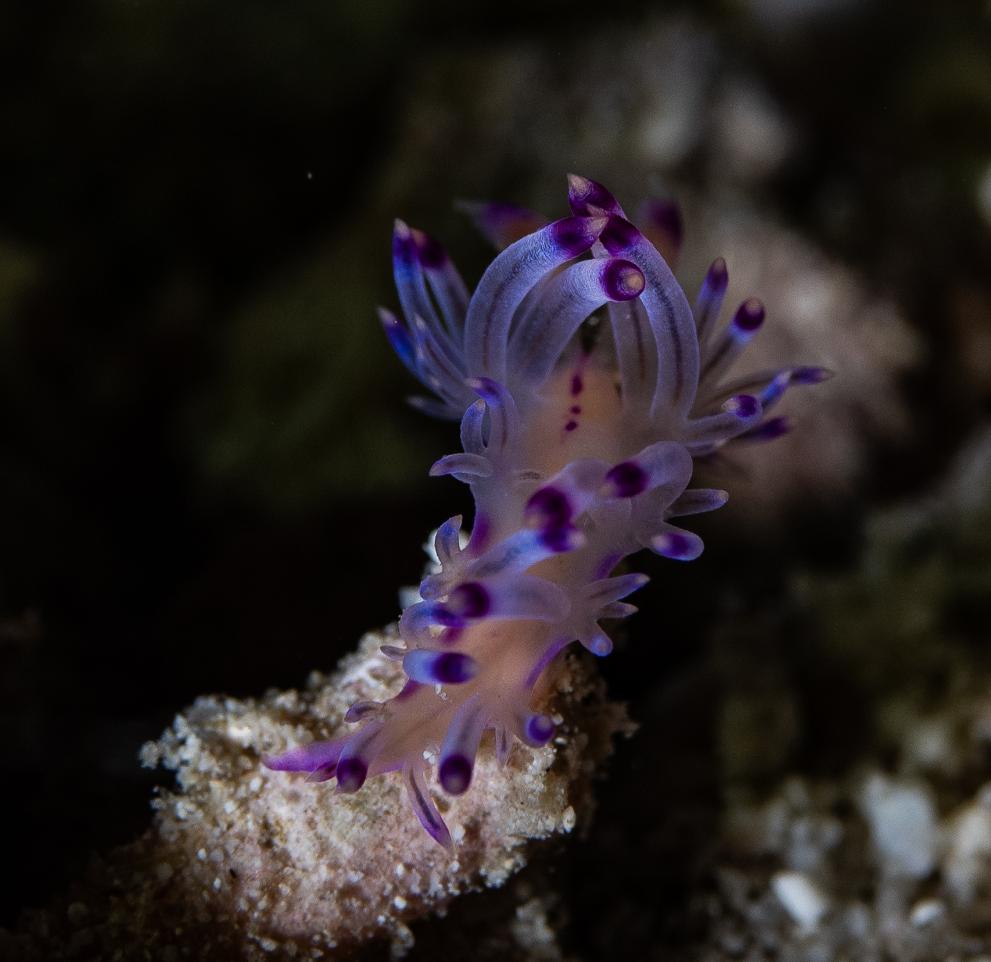 Kapalai Night Dive
