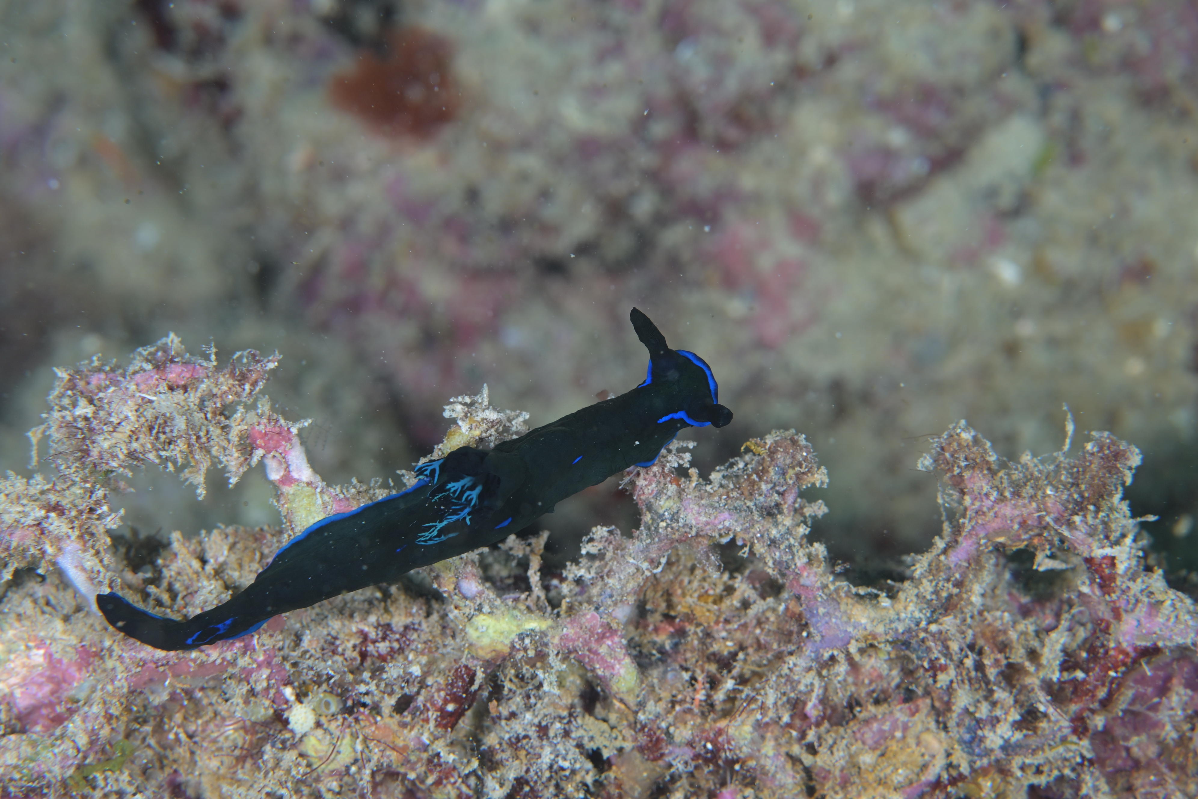 Kapalai Sabah Borneo