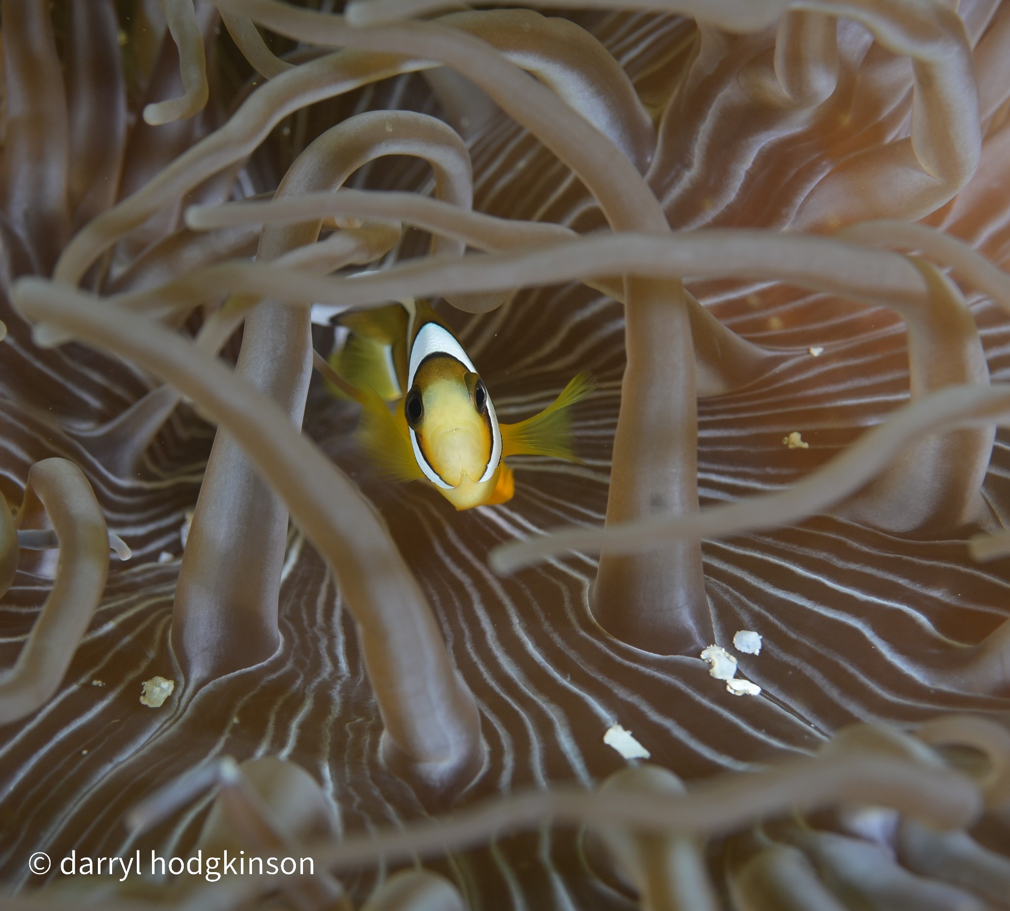 Underwater Species during Sipadan  Adventure