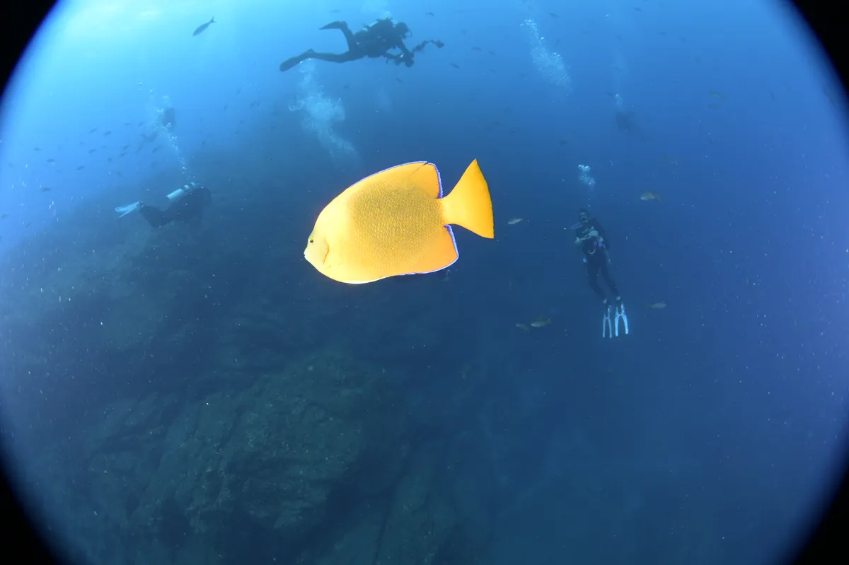 Fish at SOCORRO ISLANDS MEXICO PACIFIC OCEAN LIVE ABOARD February 2025