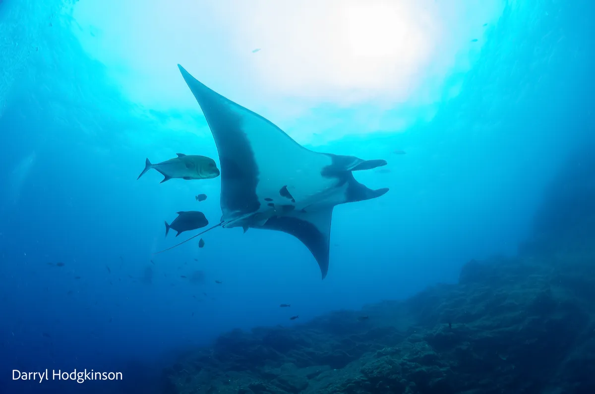 (Manta Rays Video) Socorro Islands Dive Adventure Videos