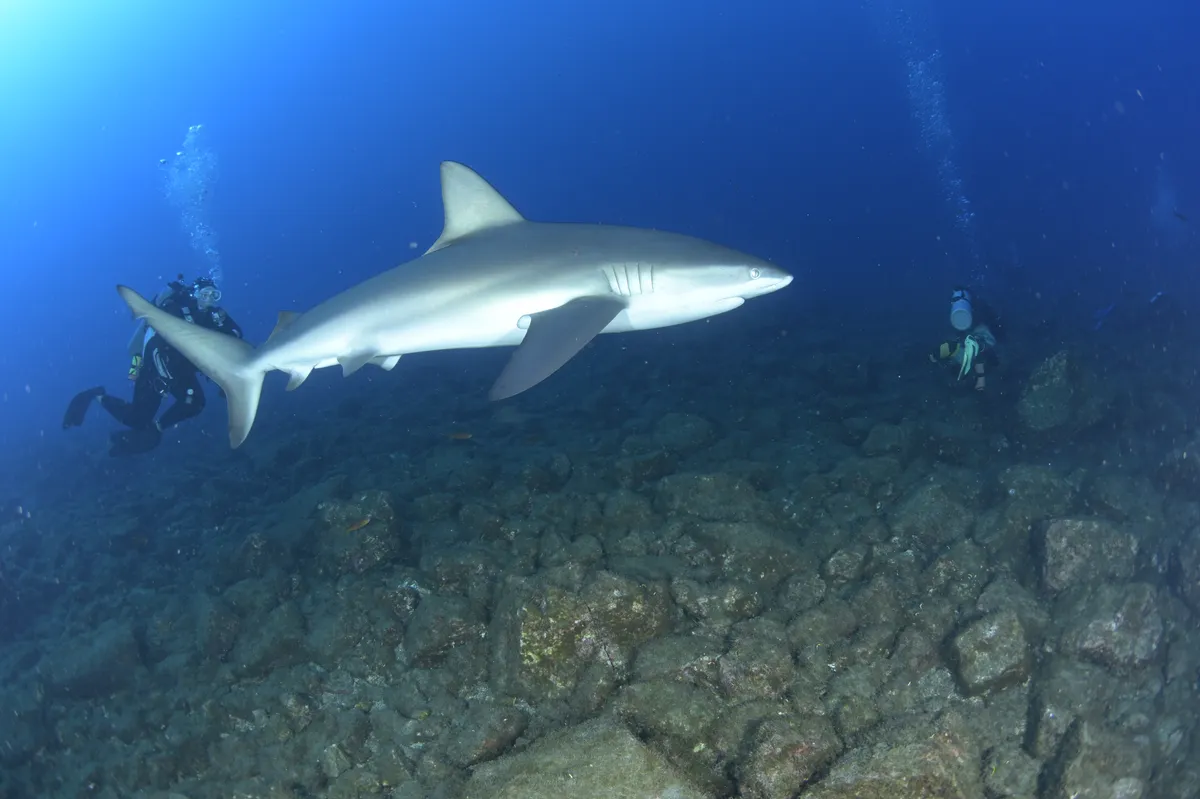 Sharks at SOCORRO ISLANDS MEXICO PACIFIC OCEAN LIVE ABOARD February 2025
