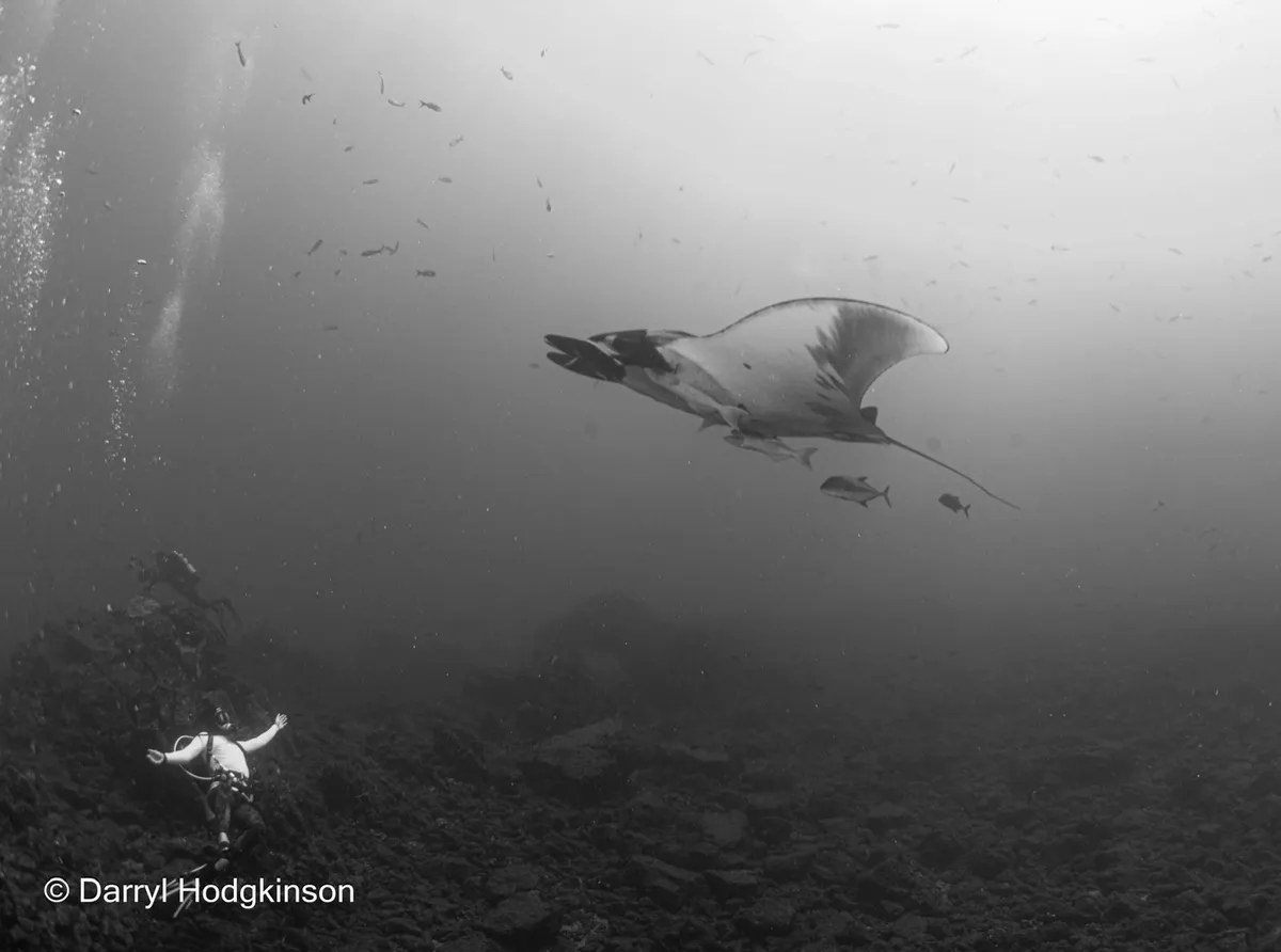 Manta Rays at SOCORRO ISLANDS MEXICO PACIFIC OCEAN LIVE ABOARD February 2025