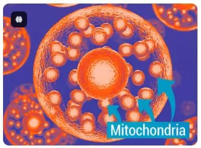 Mitolyn Discovery