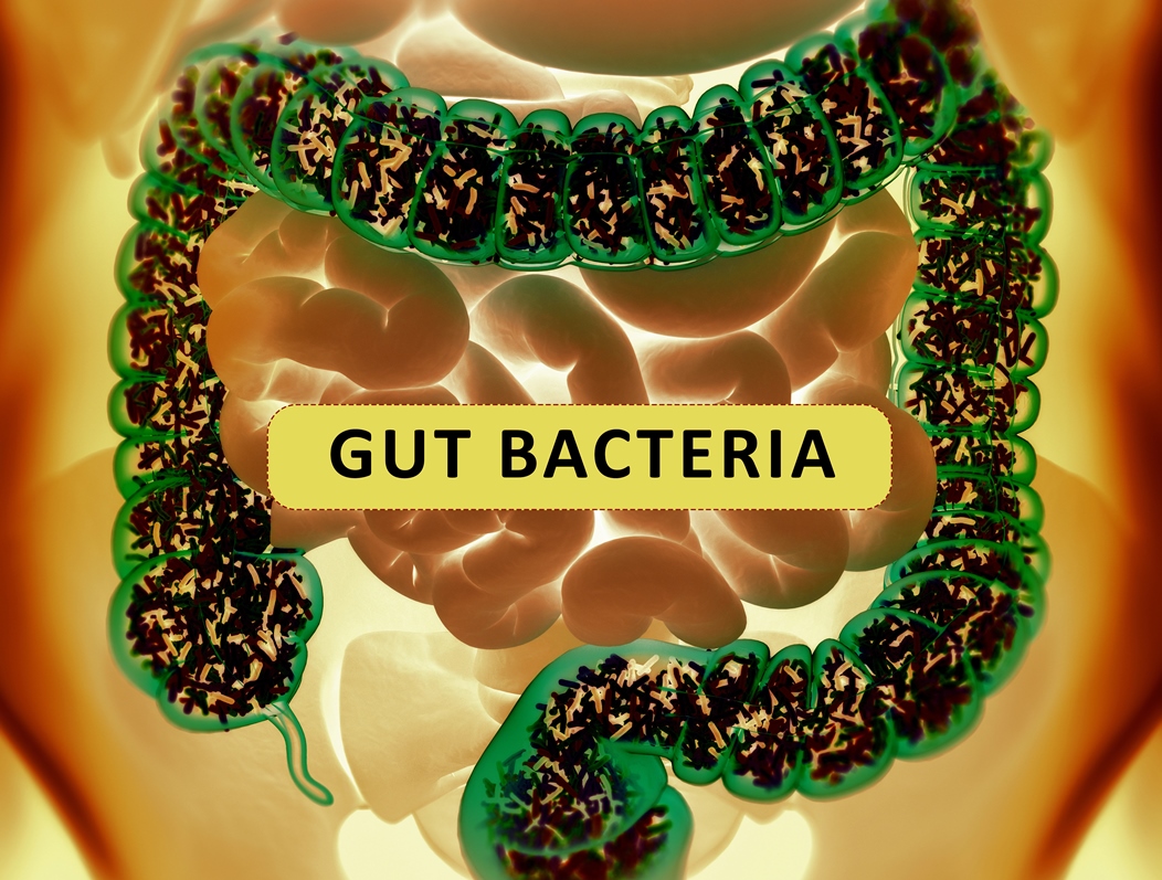 How Your Gut Bacteria Regulate Your Hormones