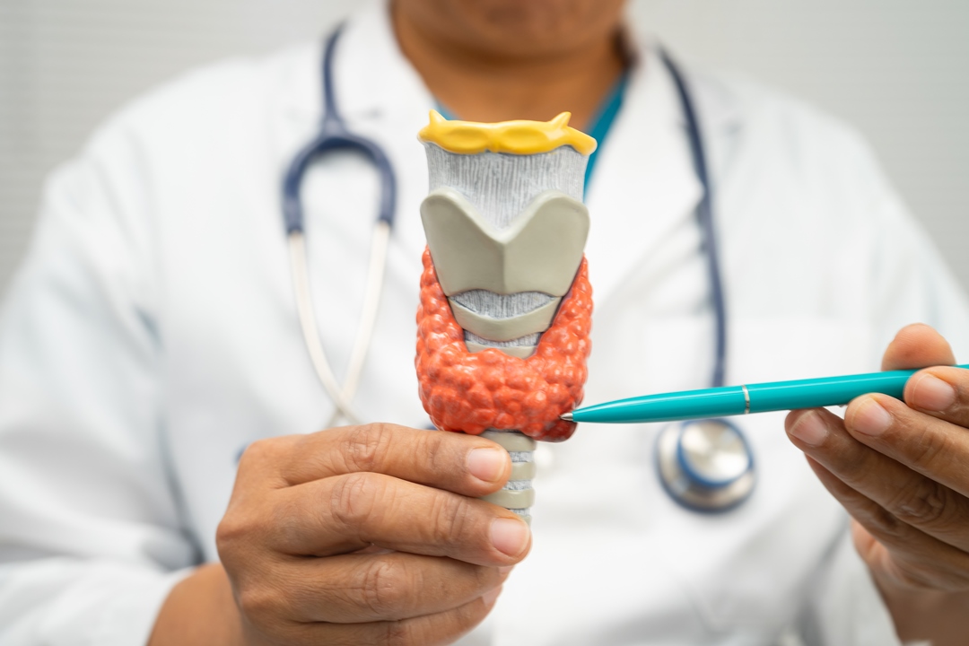 The Gut–Thyroid Axis: How Your Microbiome Affects Thyroid Health