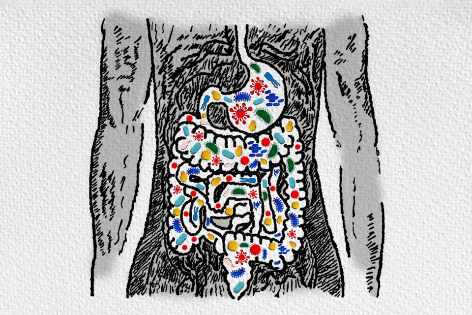 How Gut Bacteria Make Vitamins and Support Nutrient Absorption