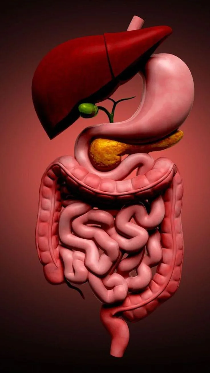 gallbladder supplement synogut