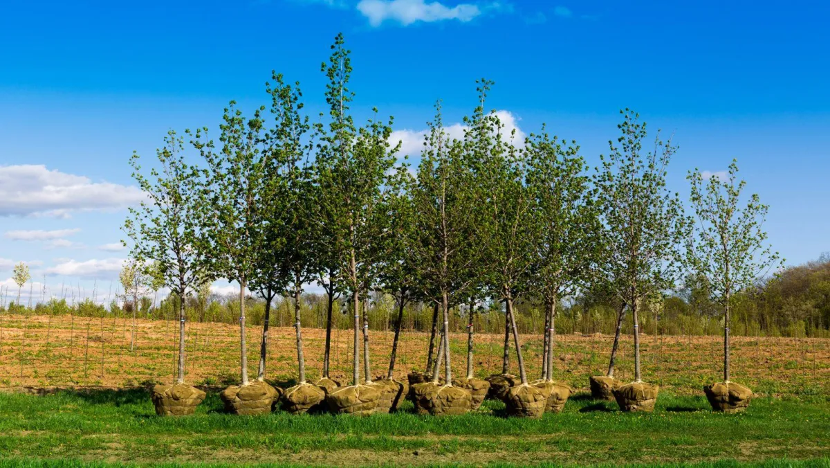 Tree and Shrub Install