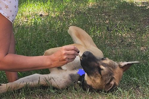 Woman giving Pet CBD tincture to a dog lying on its back in a grassy yard.