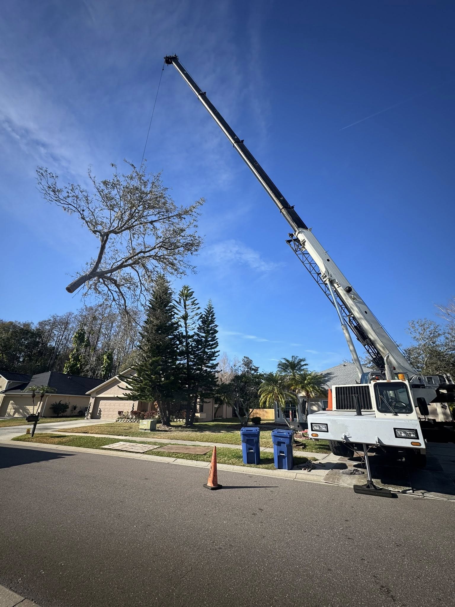 Yellow garden hose coiled on a tree bracket.