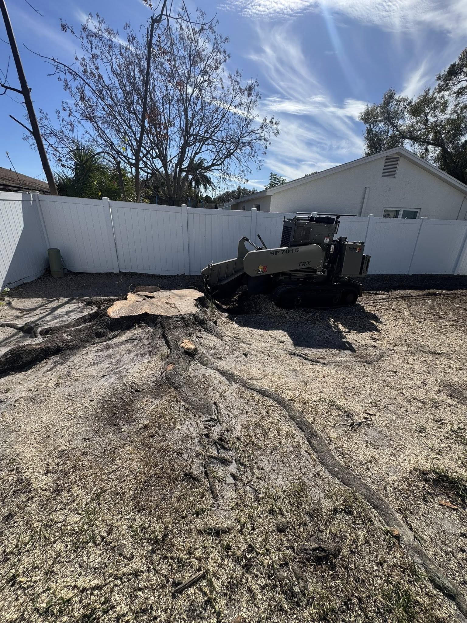grayscale photo of tree branch