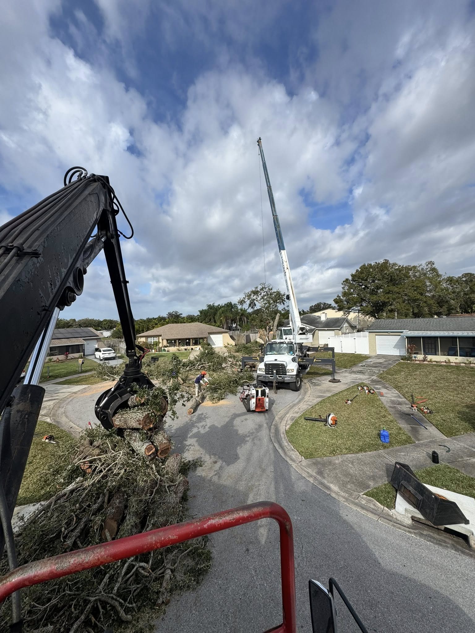 green and white leaf plants