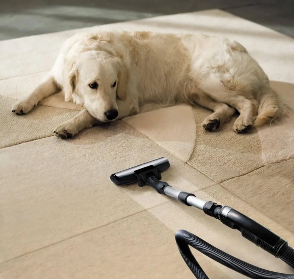 Pet Stain & Odor Removal	