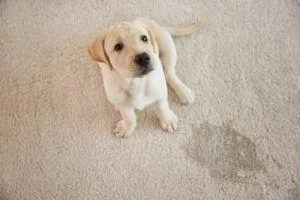 Pet Stain & Odor Removal	