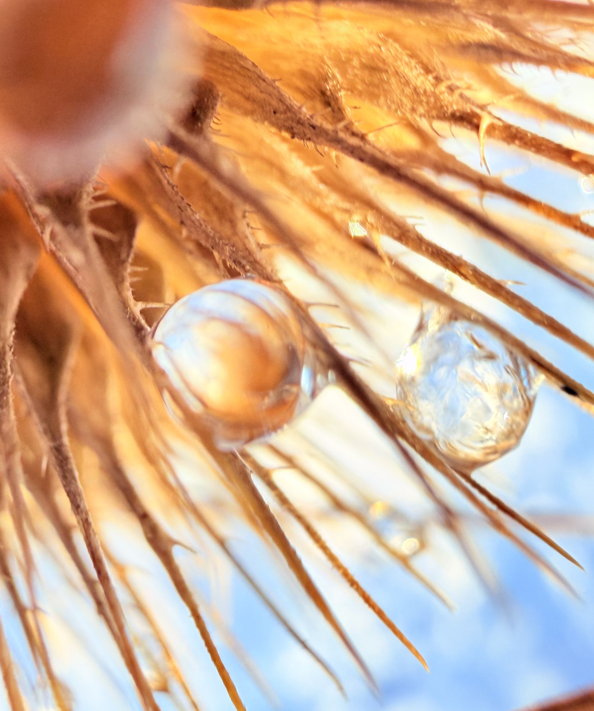 sjamanistische healing