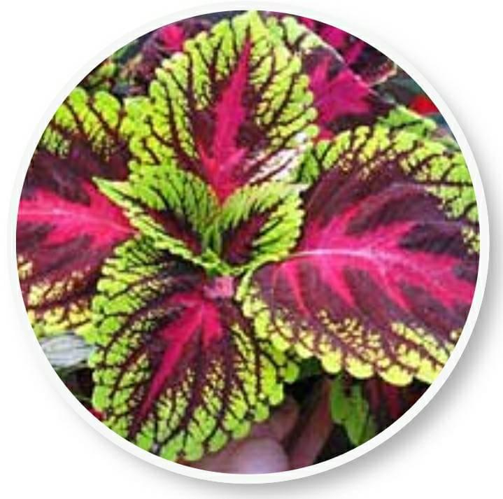 Beliv coleus ingredients