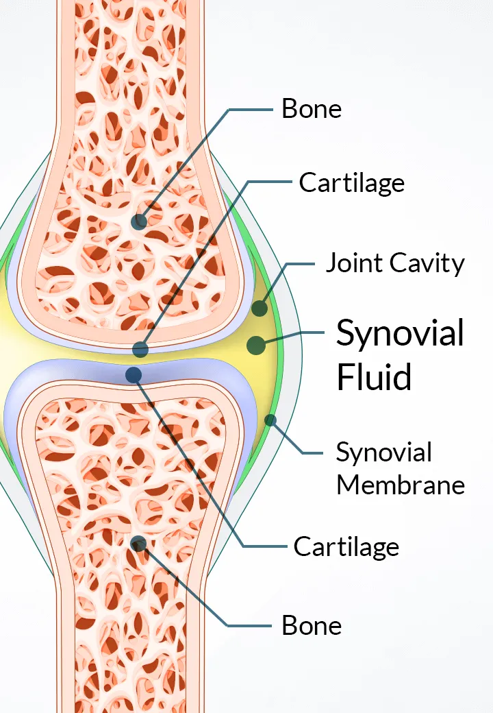 joint genesis work