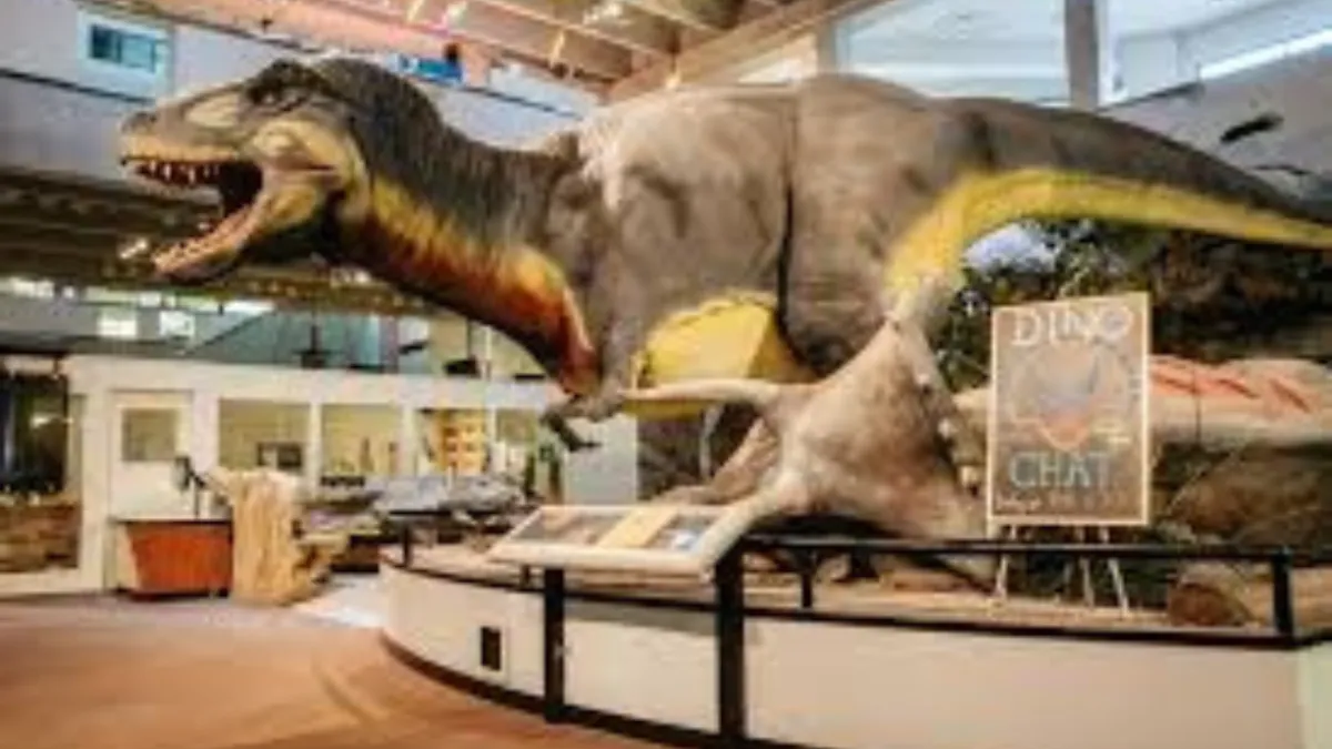 Dinosaur skeleton and fossils in a gallery