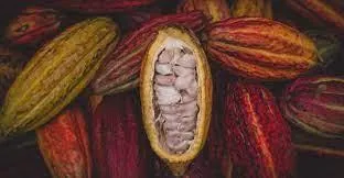Cocoa Bean