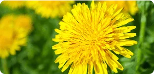 Dandelion Extract