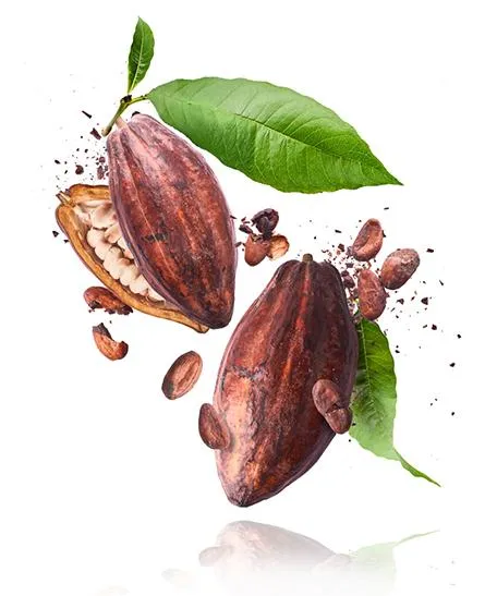 Cocoa Extract