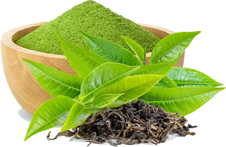 Green Tea Leaf Extract