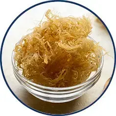 Irish Sea Moss