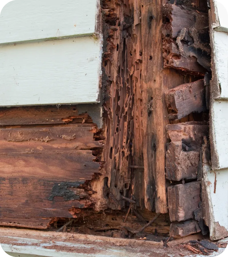 Severe wood damage showing why WDI inspections in Wilmington, DE are vital for detecting termite infestations.