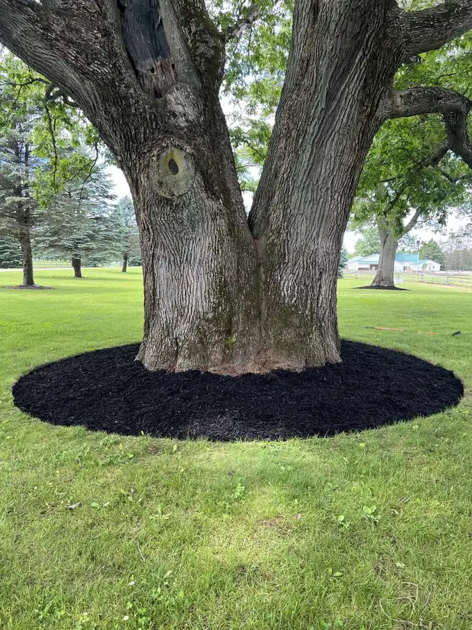 Fresh black mulch ring installed around a large mature tree on an open lawn