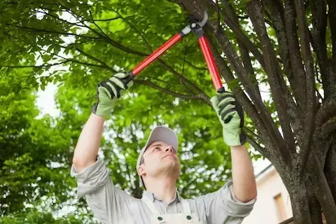 Arborist using loppers to prune tree branches in La Verne, CA