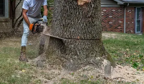 Professional tree removal service cutting down large tree trunk with chainsaw