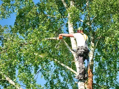 Certified arborist trimming tall birch tree with chainsaw and climbing harness