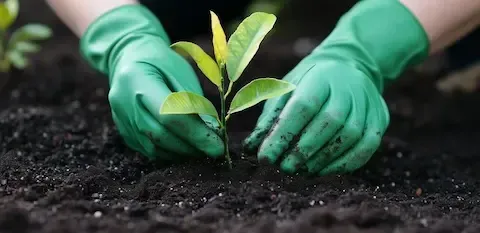 Gloved hands planting young sapling in soil during tree planting service